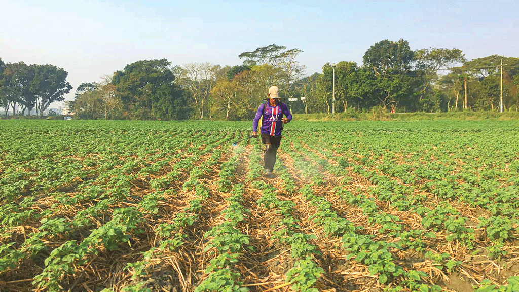 নতুন শঙ্কায় আলুচাষিরা