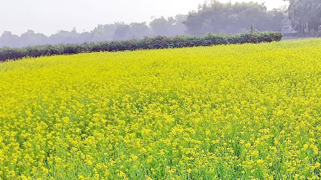 চৌদ্দগ্রামে সরিষা আবাদের জমি বেড়েছে ৫৫ হেক্টর