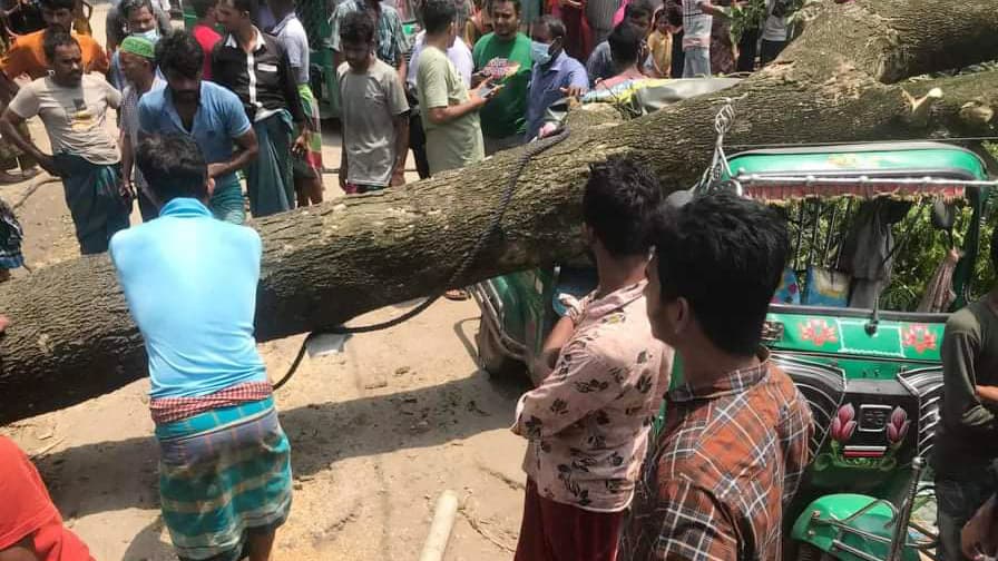 তিতাসে গাছ পড়ে দুমড়ে মুচড়ে গেল চলন্ত অটোরিকশা 