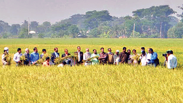 আমনের ফলনে কৃষকের হাসি