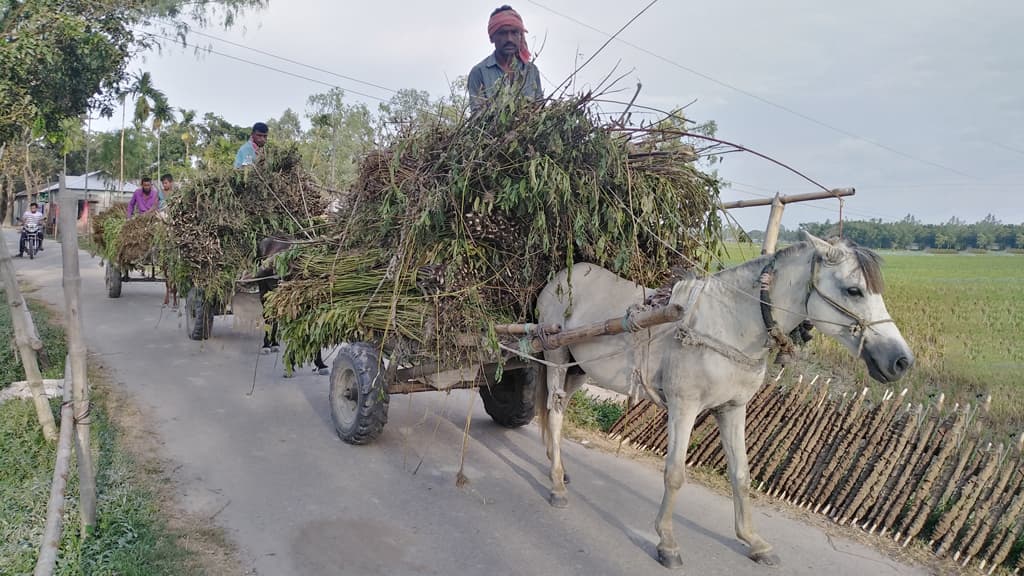 ডোবা জলাশয়ে পানি নেই বিপাকে পাটচাষিরা