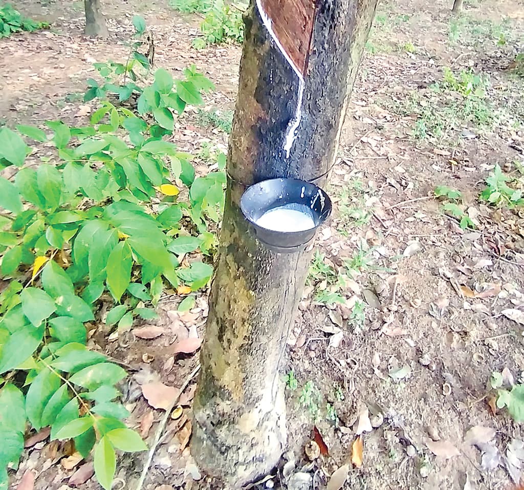 ‘সাদা সোনা’ বদলে দিচ্ছে  নাইক্ষ‍্যংছড়ির অর্থনীতি