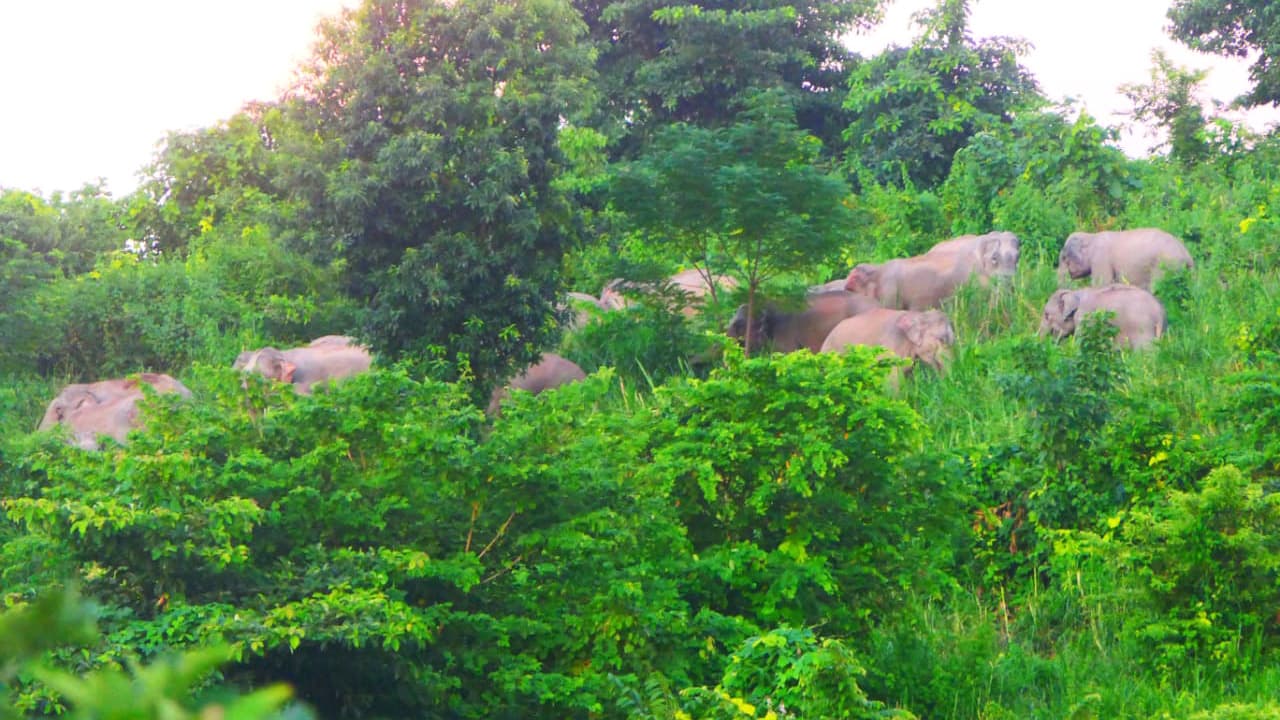 আসামে হাতির জন্য ব্যতিক্রমী ‘রেস্তোরাঁ’