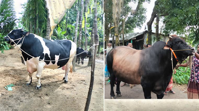 কোরবানির হাট কাঁপাবে দুর্গাপুরের যুবরাজ ও সুসং রাজা