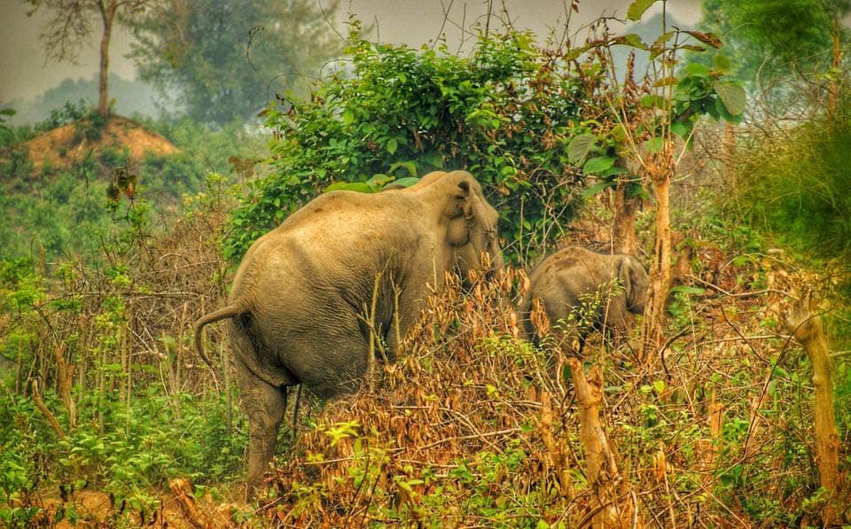 বুনো হাতিরা কি হারিয়ে যাবে বাংলাদেশ থেকে? 