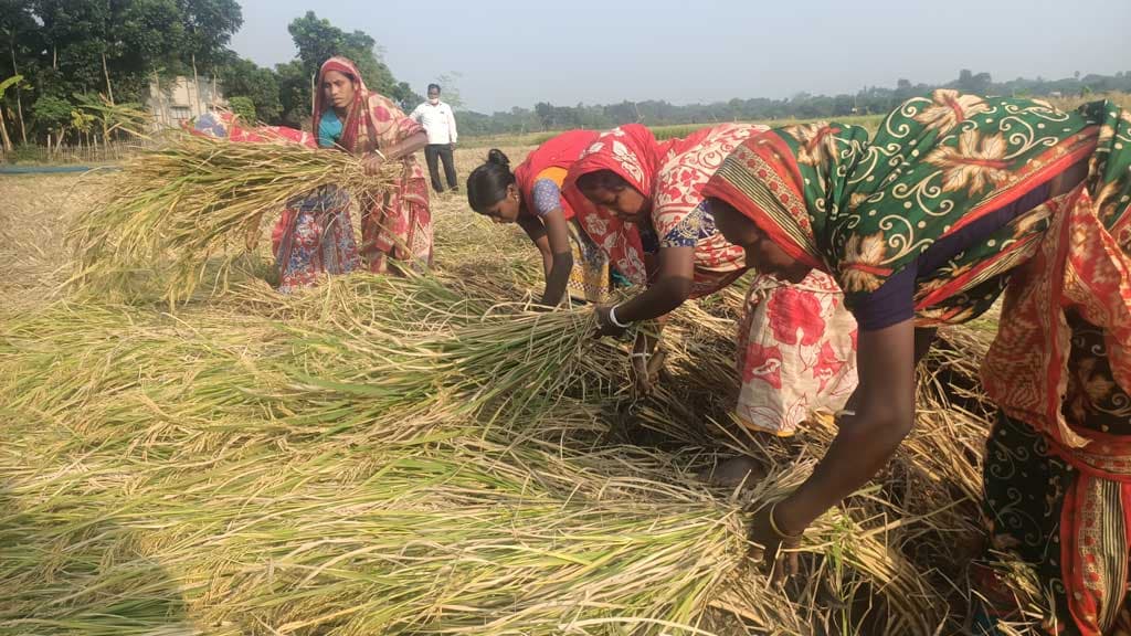 চাঁপাইয়ে আমনের ফলনে খুশি কৃষক