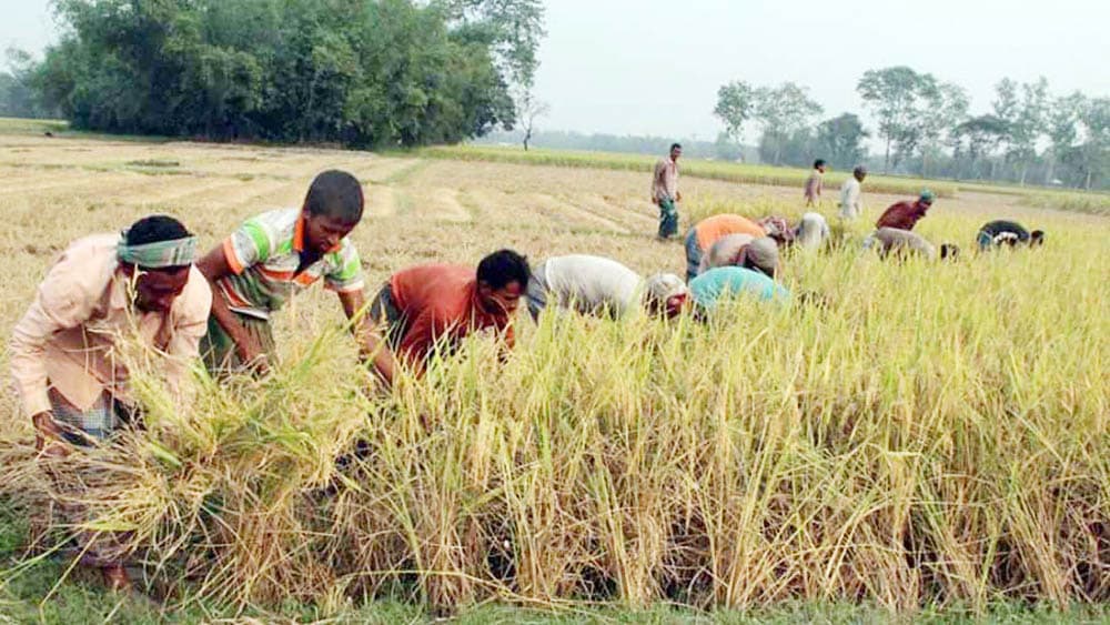 আমনের ফলন ভালো না হওয়ার শঙ্কা