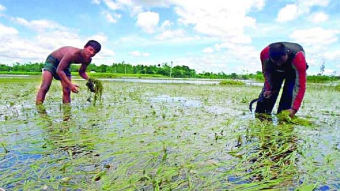 চাঁদপুরে ৪৪২ কোটি টাকার ফসলের ক্ষতি