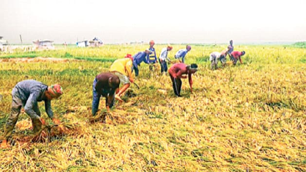 ‘ফানি ইরকম স্থির হয়া থাকতে দেখছি না’