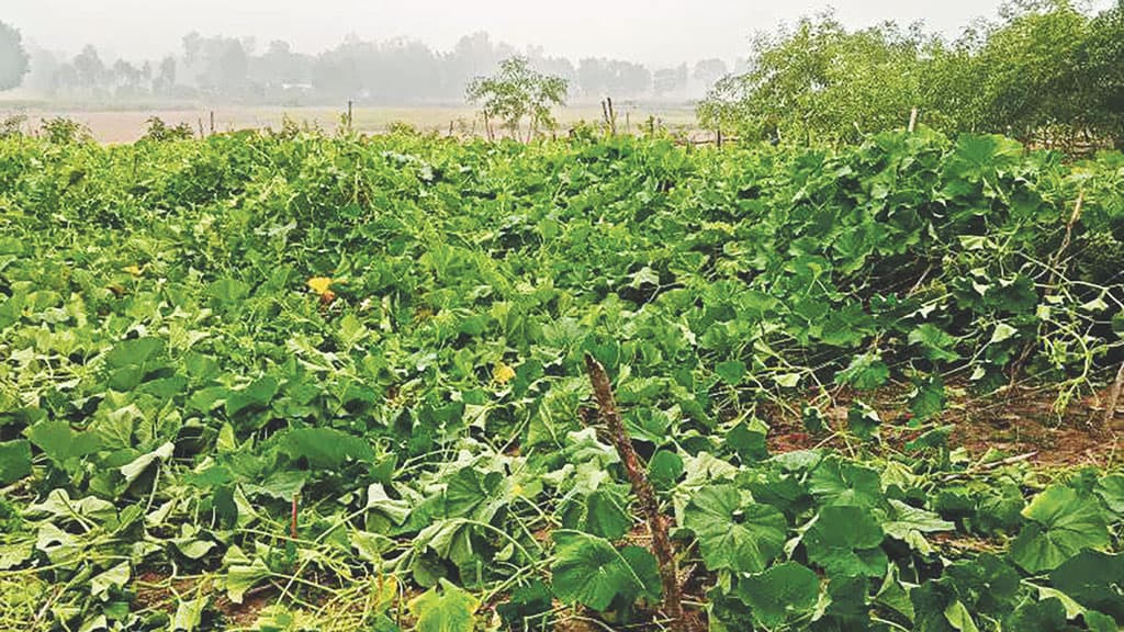 ২ একর সবজিখেত হাতির পায়ে পিষ্ট