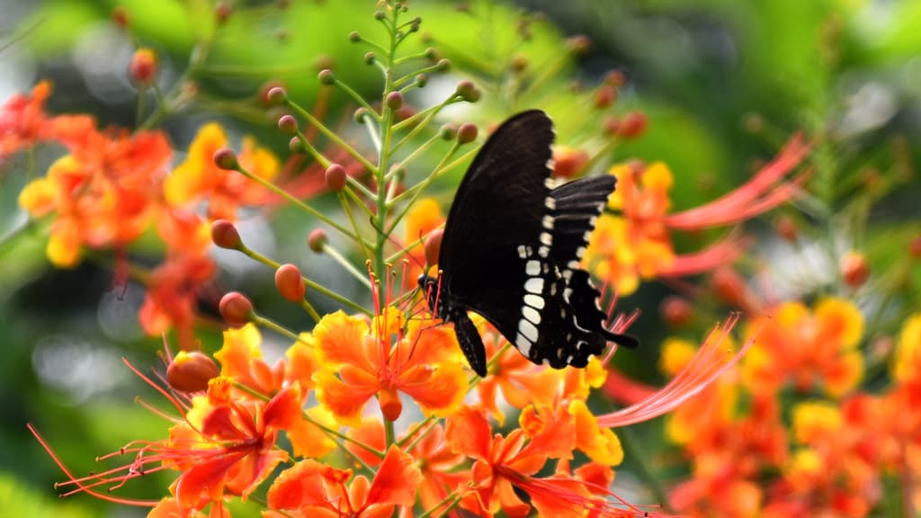 দিনের ছবি (১১ জুলাই ২০২৪)