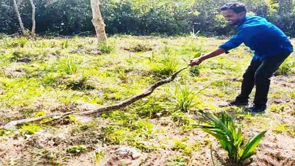 সবজির খেত থেকে অজগর উদ্ধার