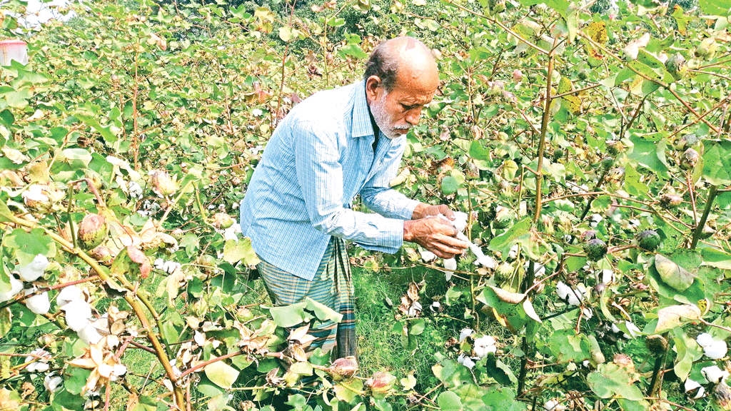 তুলায় তিন গুণ লাভ বাড়ছে চাষে আগ্রহ