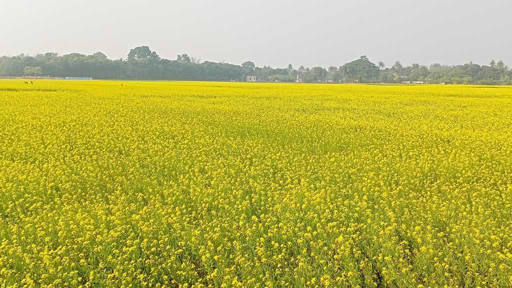 মাঠ ঢেকেছে হলুদ সরিষা ফুলে, ছাড়িয়েছে লক্ষ্যমাত্রা