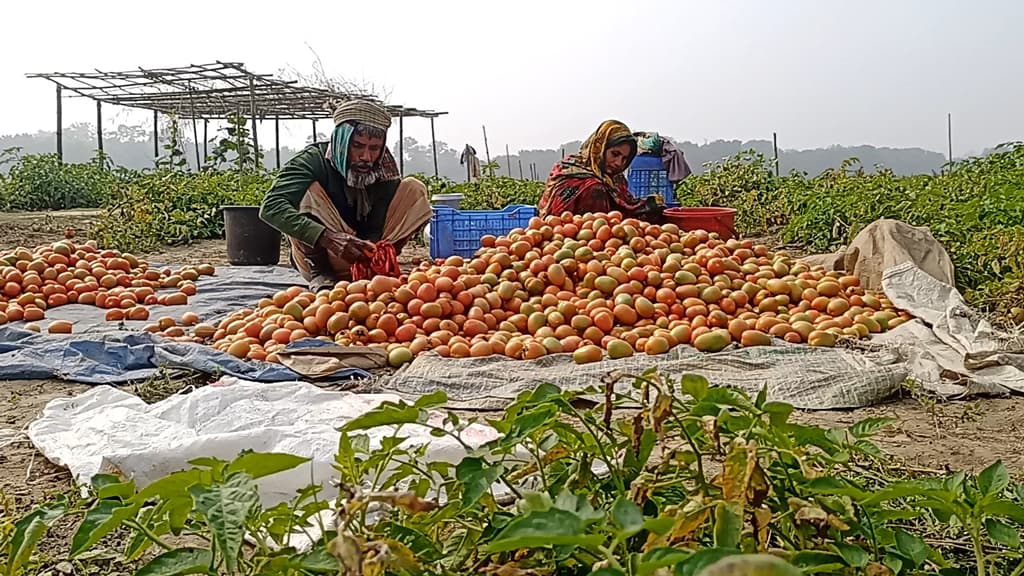 টমেটোর ফলন কম, তবু লাভের আশায় রাজবাড়ীর চাষিরা