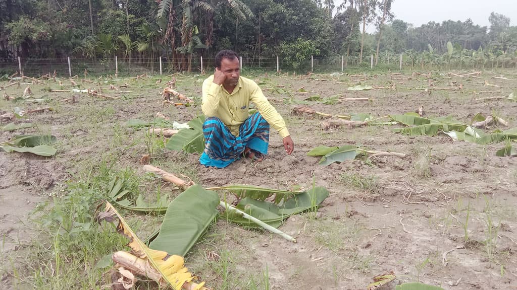 প্রতিবেশীর শত্রুতার বলি ১ হাজার কলাগাছ