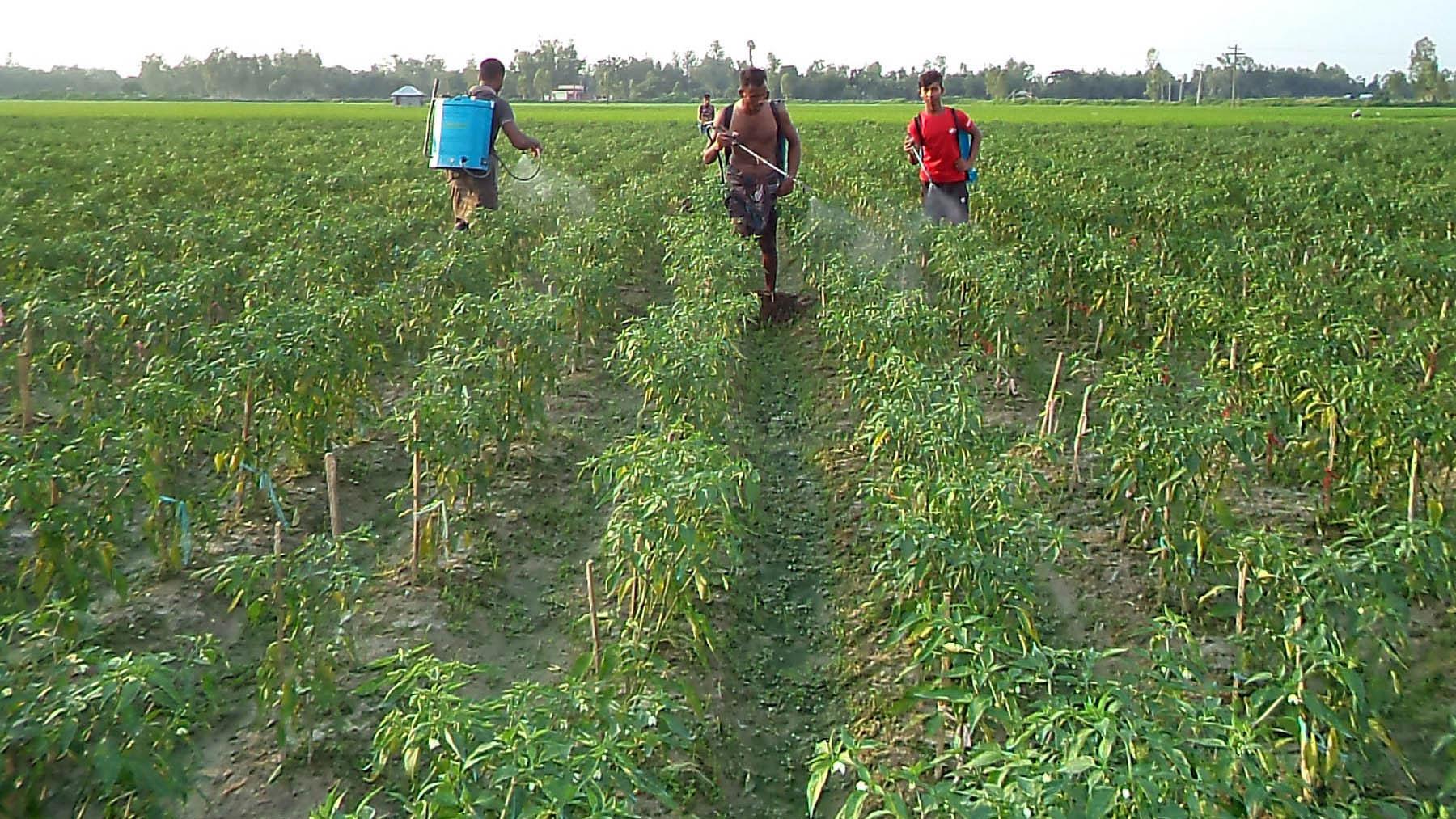 নন্দীগ্রামে শীতের আগাম শাকসবজি চাষে বৃষ্টির বাগড়া