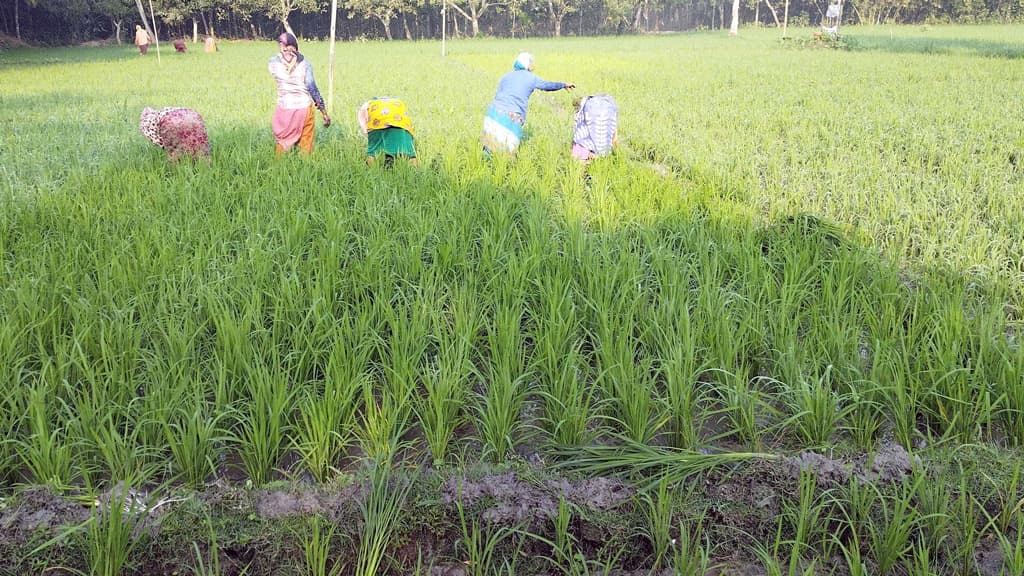 বোরো চাষ লক্ষ্যমাত্রা ছাড়াল পরিচর্যায় ব্যস্ত কৃষক