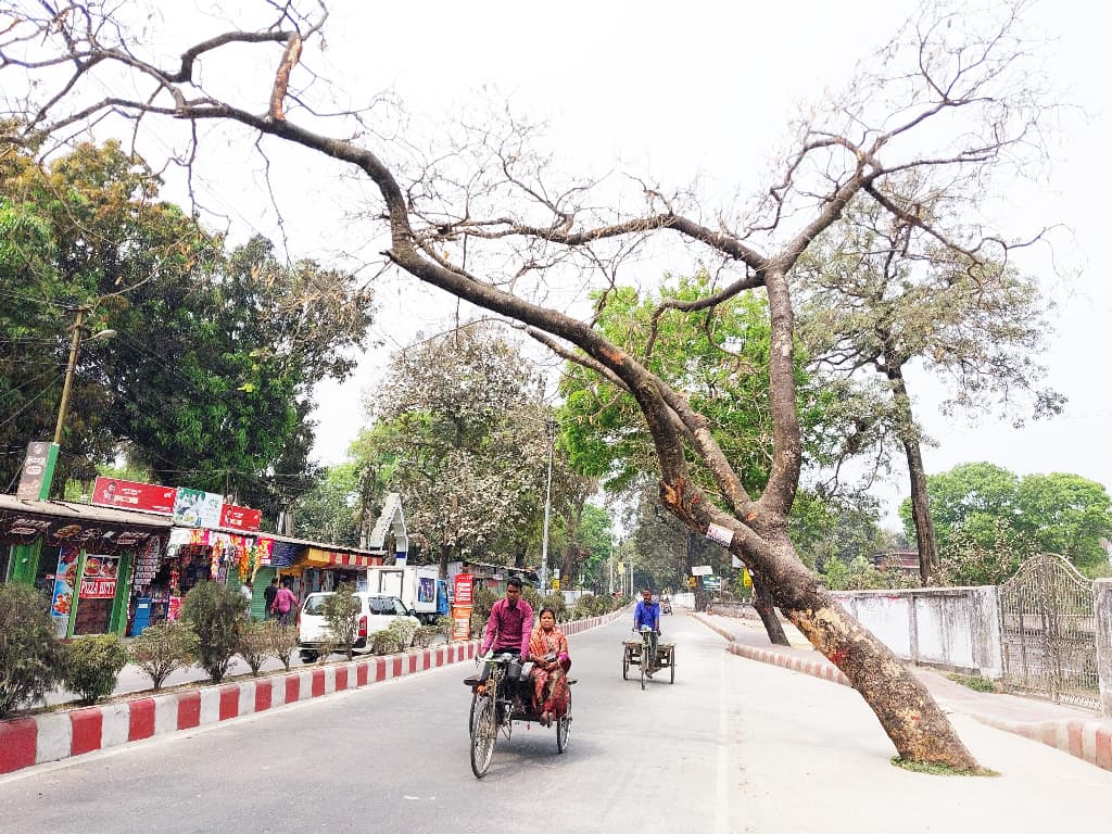 মরা গাছের নিচ দিয়ে ঝুঁকি নিয়ে চলাচল