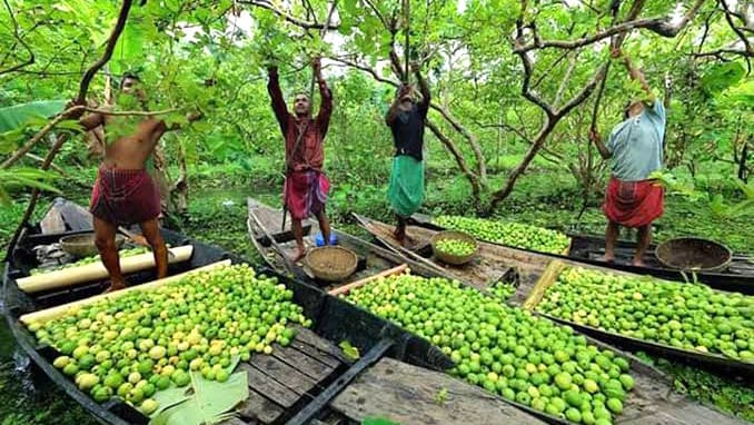 আমড়া লবণ দ্রুত যাবে ঢাকায়