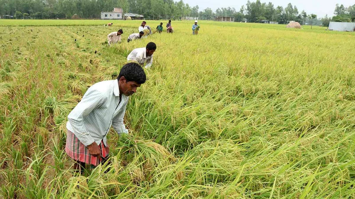 হাওরে ৭০ ভাগ বোরো ধান কাটা হয়েছে: কৃষি মন্ত্রণালয়