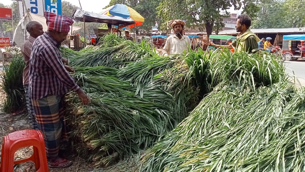 বাণিজ্যিকভাবে ঘাস চাষে কৃষকের দিনবদল