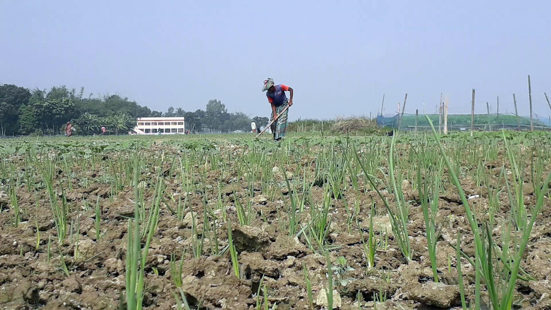 পেঁয়াজের ভালো ফলনের আশা