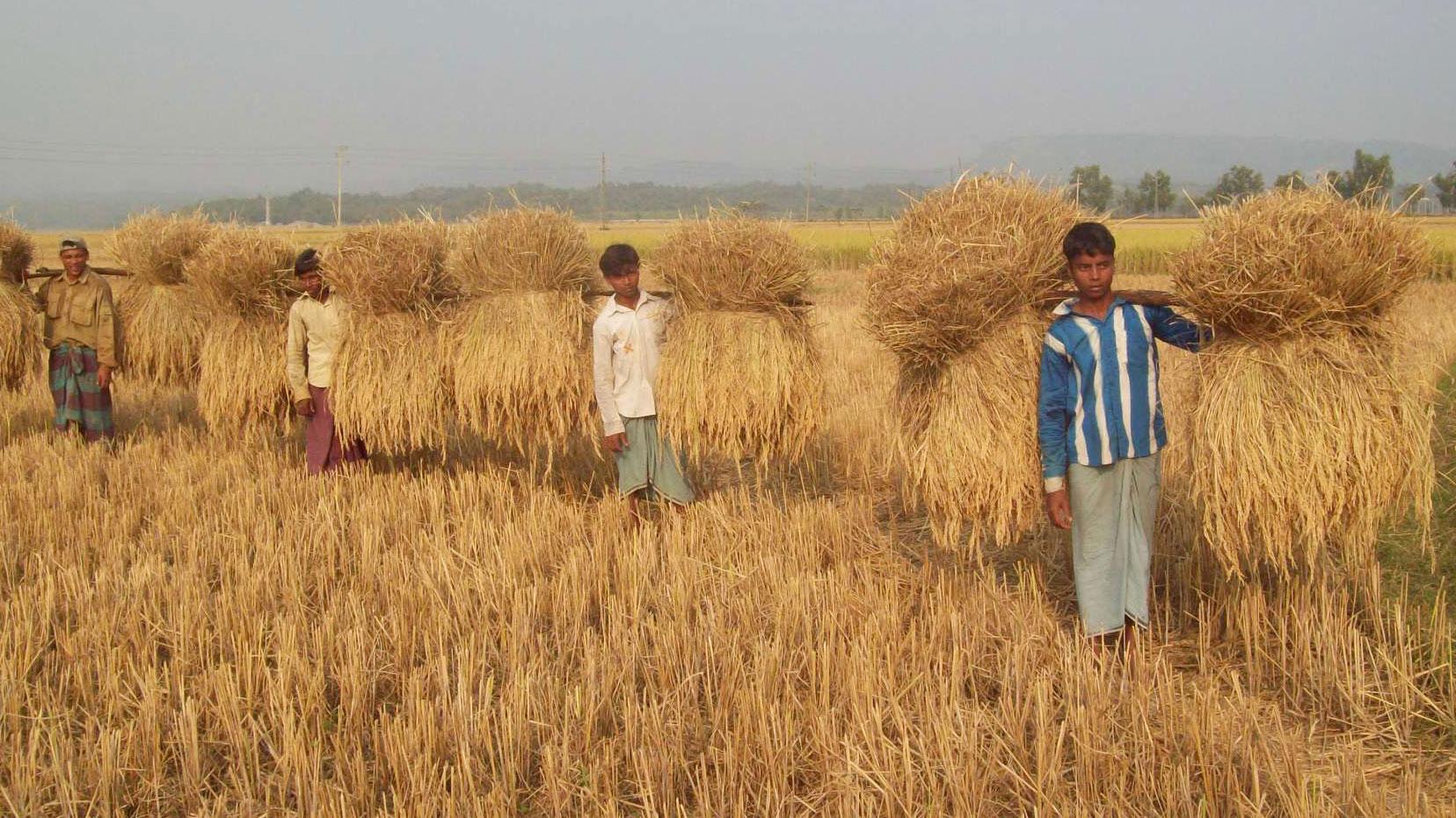 সোনালি ধানে হাসছে গুমাই