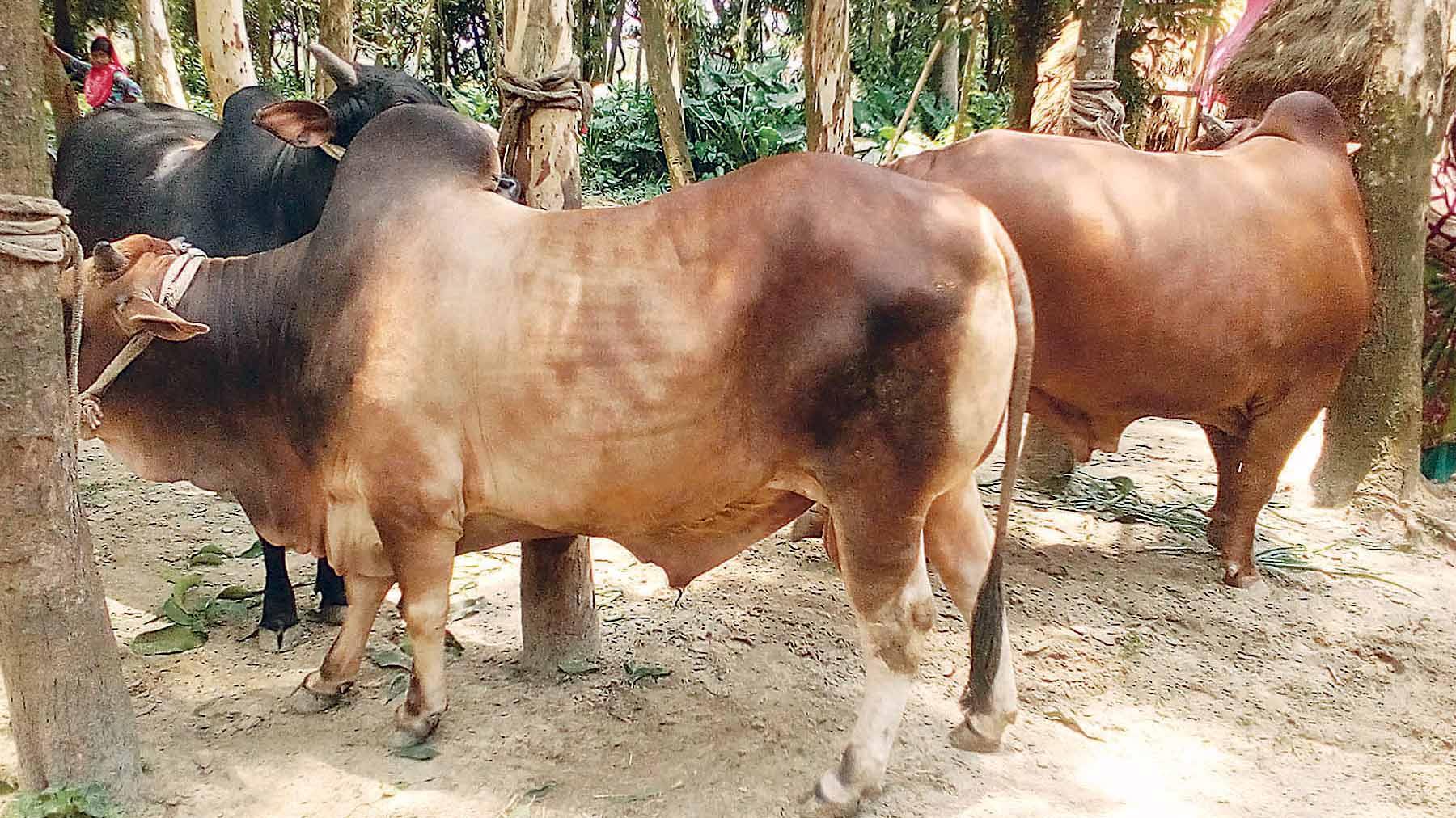 ঈদে গরু বেচা নিয়ে দুশ্চিন্তায় খামারিরা