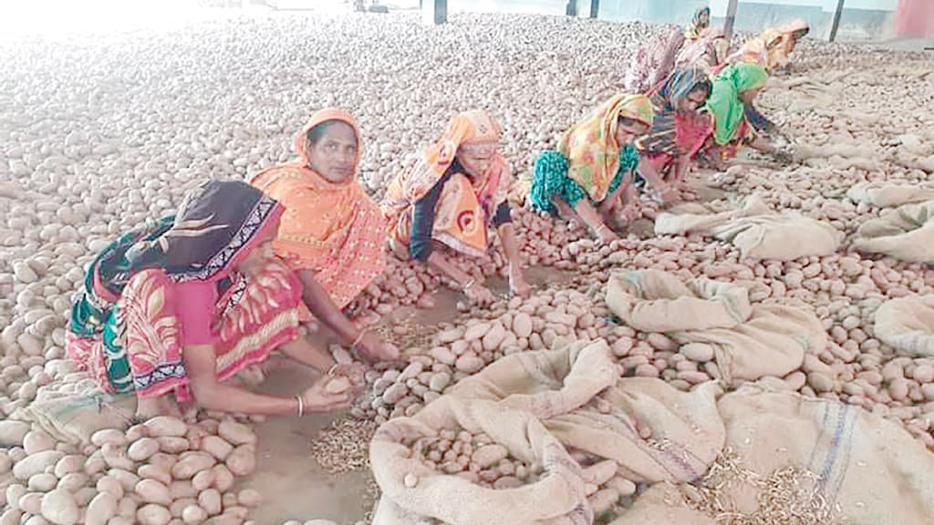 আলুতে লোকসানের বোঝা