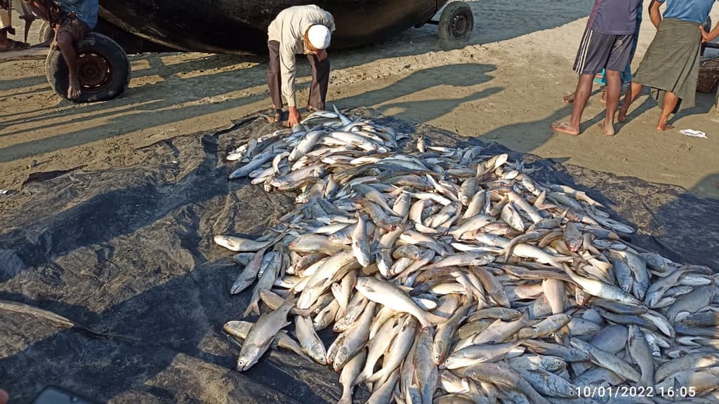 জেলের জালে ঝাঁকে ঝাঁকে মাছ