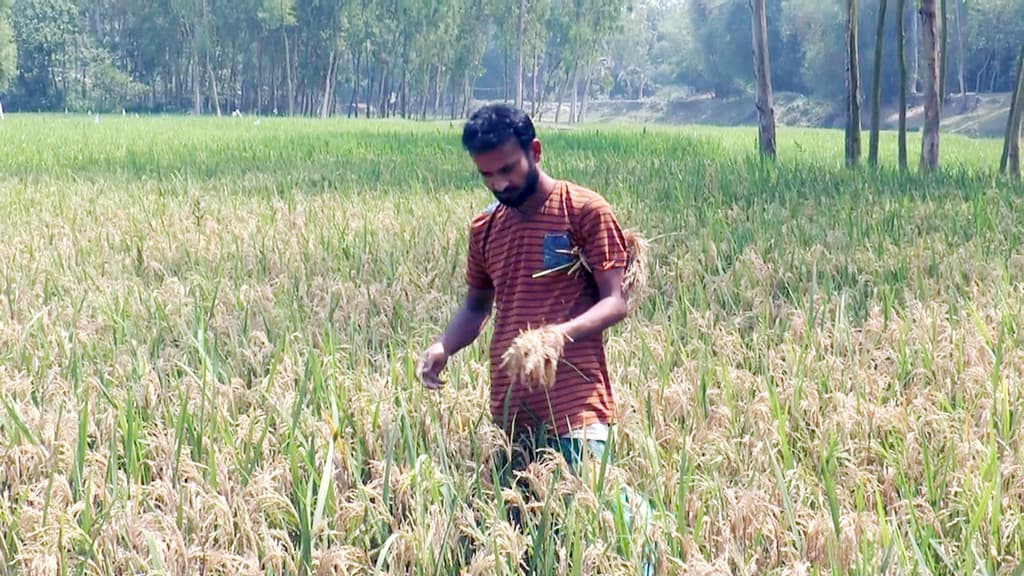 ধানের ব্লাস্ট রোগের আক্রমণে দিশেহারা গাইবান্ধায় কৃষকেরা