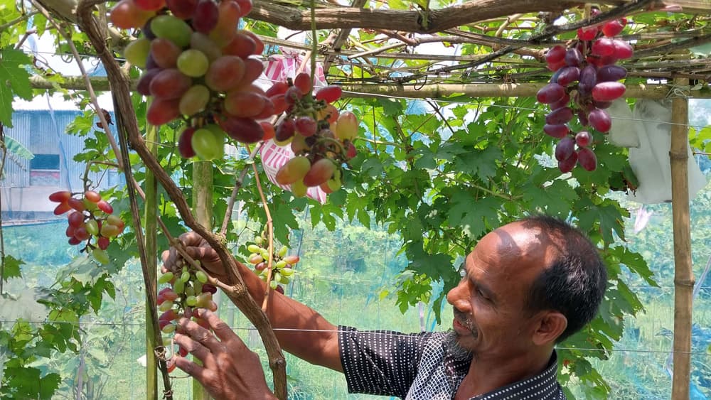 ফুলবাড়ীতে এক বাগানে আম-আঙুর চাষ করে সাড়া ফেলেছেন হাশেম