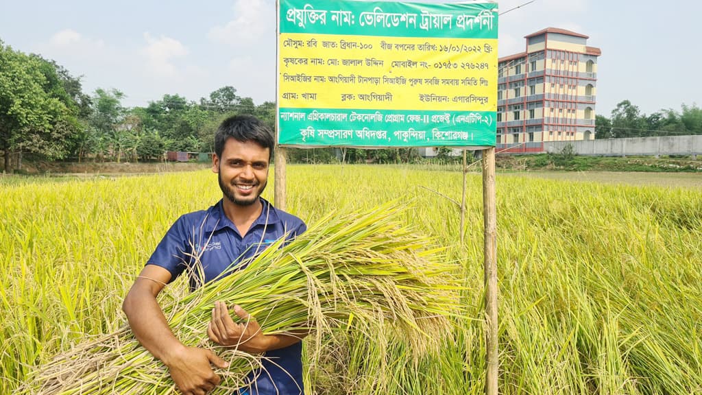 পরীক্ষামূলক চাষেই বাম্পার ফলন  বঙ্গবন্ধু ১০০ ধানে