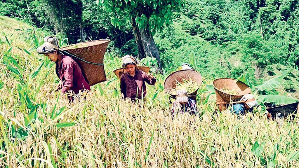 বান্দরবানের সবুজ পাহাড়ে জুমের ফসল তোলার ব্যস্ততা