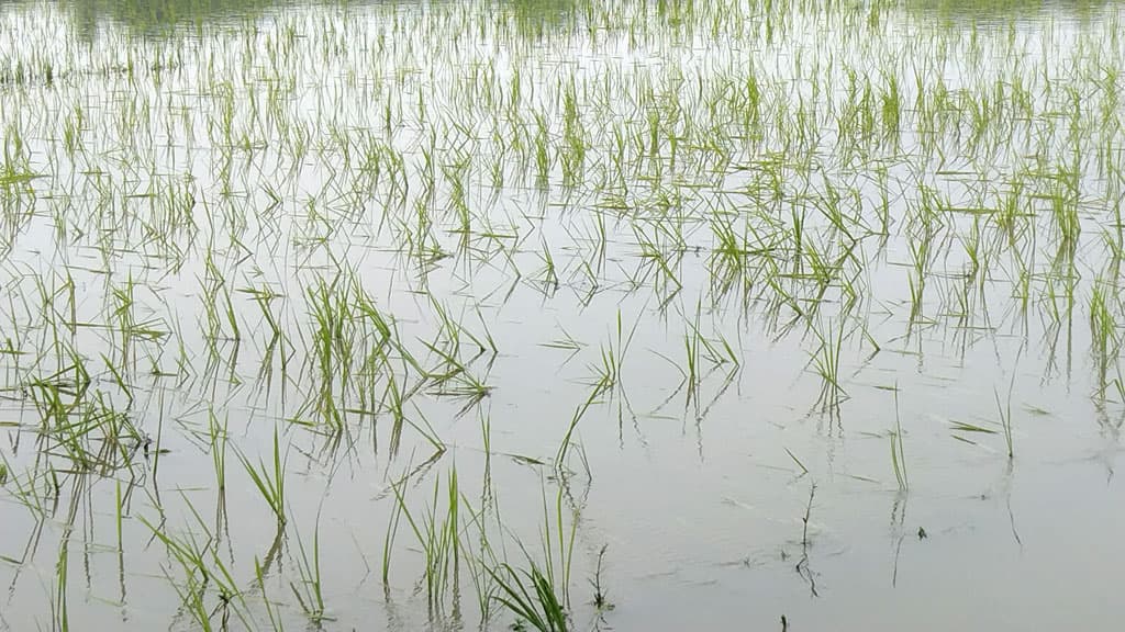 টানা বৃষ্টিতে আমন খেতে পানি, ক্ষতির শঙ্কায় কৃষকেরা