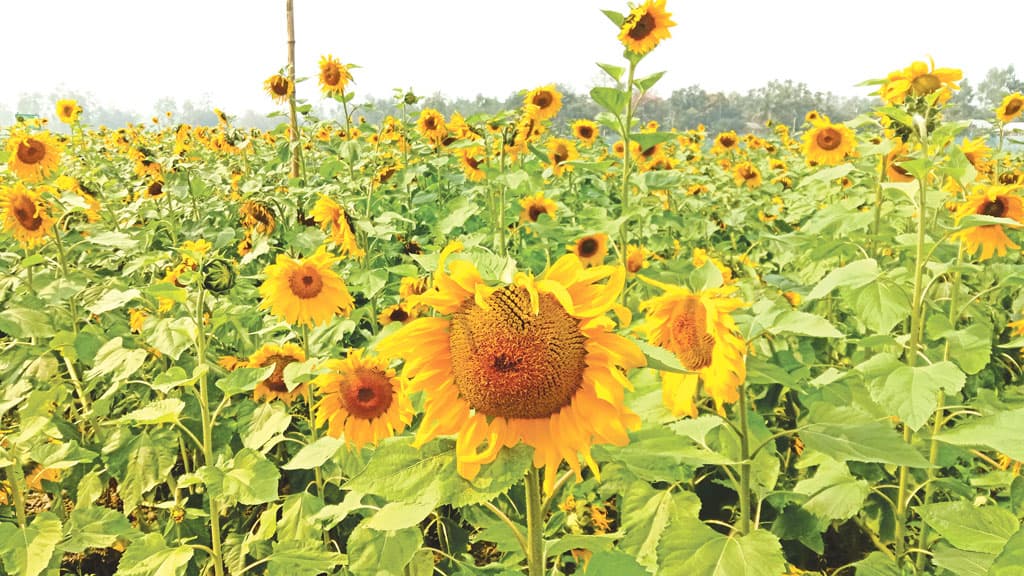 সূর্যমুখীতে হাসি নয়, লোকসানের শঙ্কা