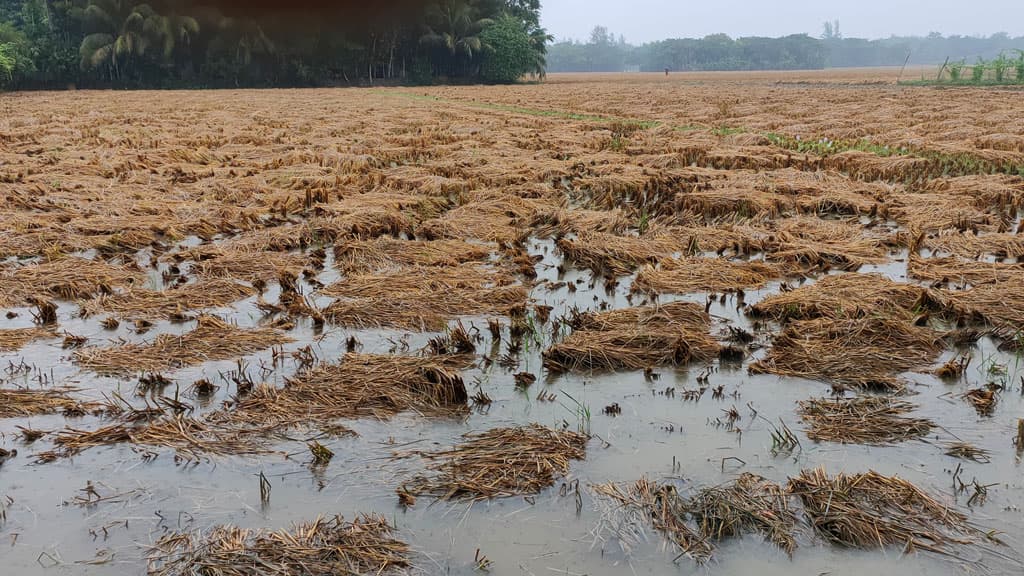 বৃষ্টিতে ফসলের ক্ষতির শঙ্কা