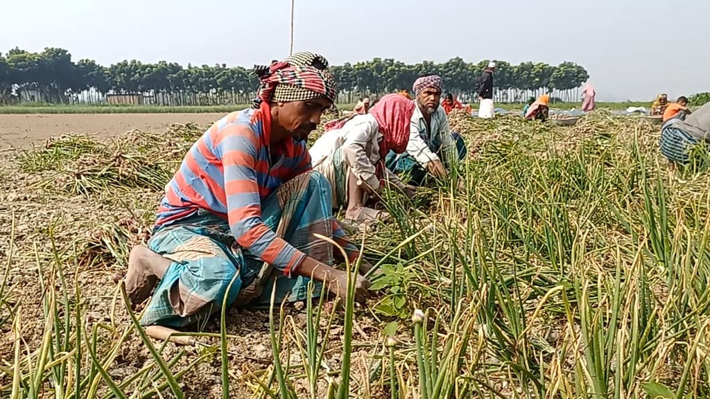 বাড়তি লাভের আশায় অপরিপক্ব পেঁয়াজ তুলছেন রাজবাড়ীর চাষিরা