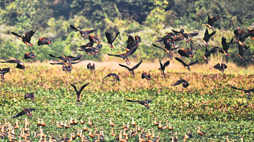 পরিযায়ী পাখির  কলতান