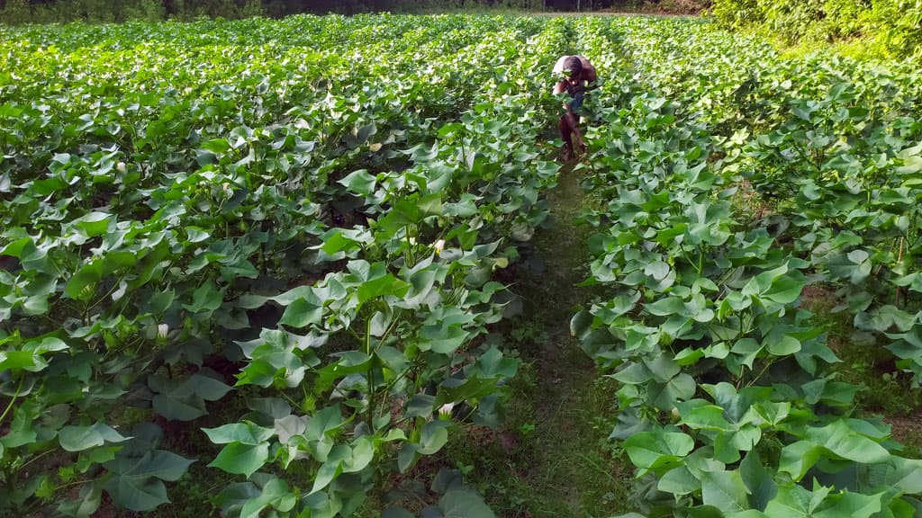 মানিকছড়িতে কার্পাস তুলা চাষে ঝুঁকছেন কৃষকেরা