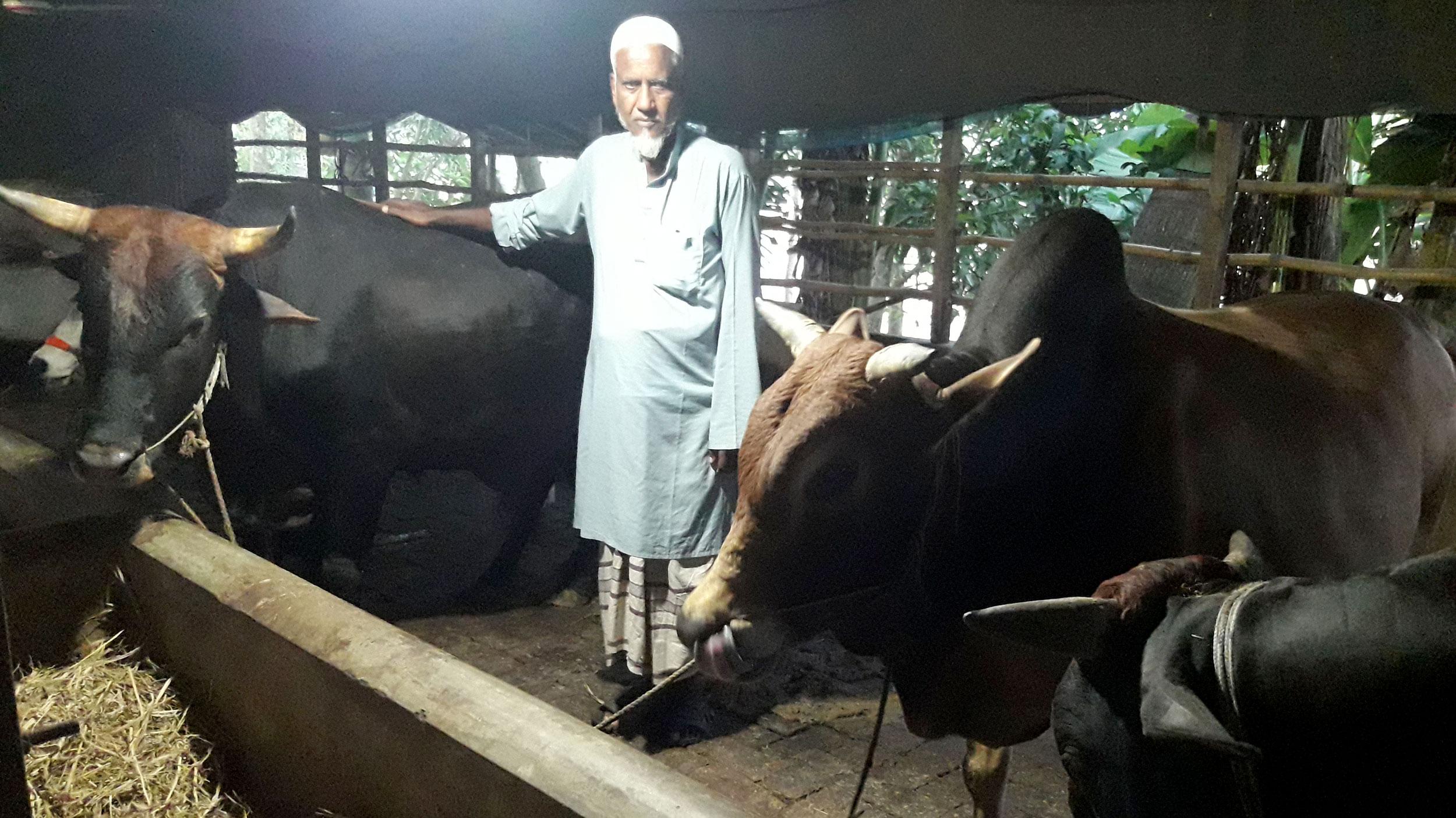 কোরবানির জন্য তাড়াশের চলছে গবাদিপশু মোটাতাজাকরণ