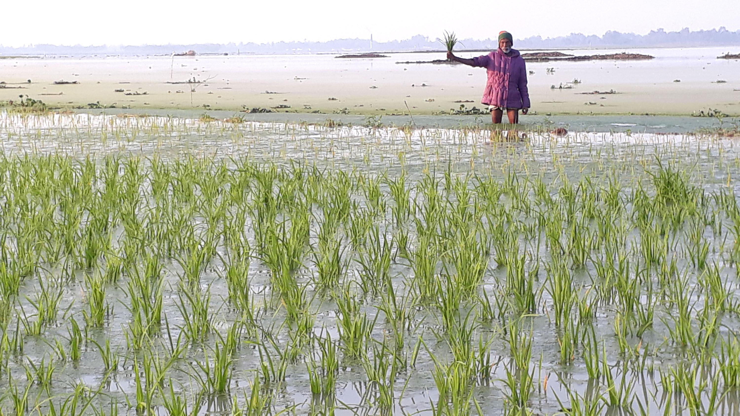 পানির নিচে ১০ হাজার বিঘার বোরো চারা