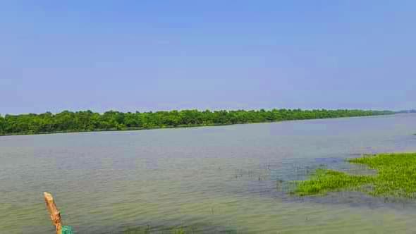 সুন্দরবনে কীটনাশক দিয়ে মাছ ধরায় আটক দুই