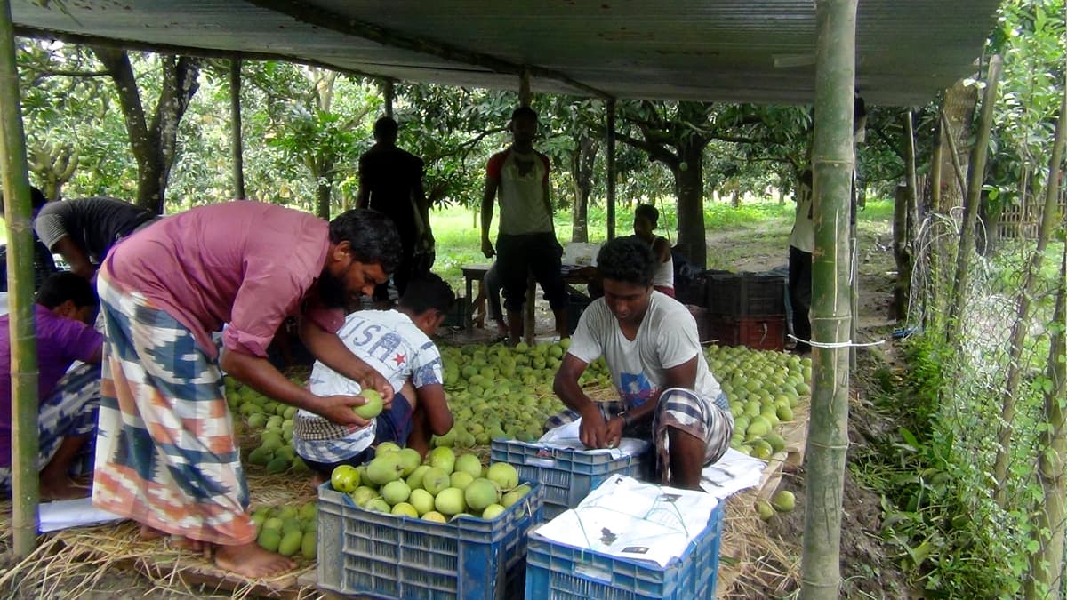 চাঁপাইনবাবগঞ্জের আম যাচ্ছে ইংল্যান্ডে