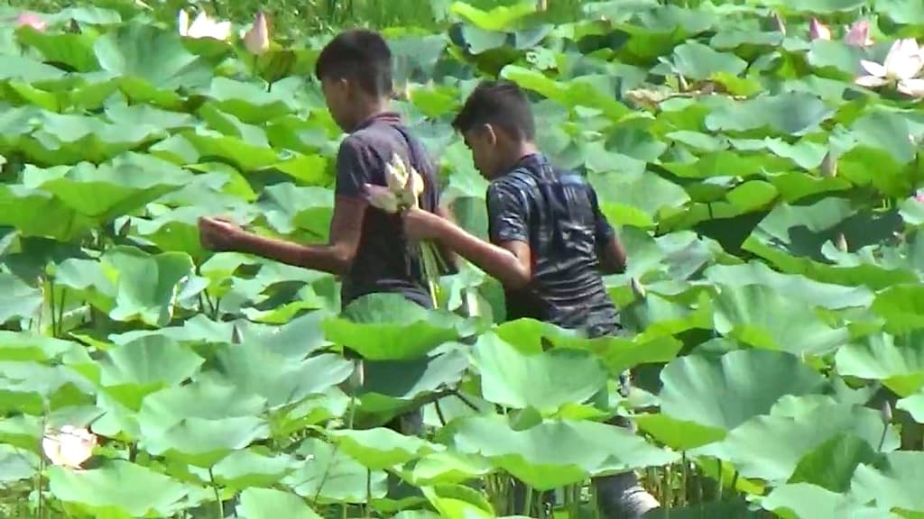 পদ্মফুল ছেঁড়ায় সৌন্দর্য হারাচ্ছে ‘বুড়োর বিল’