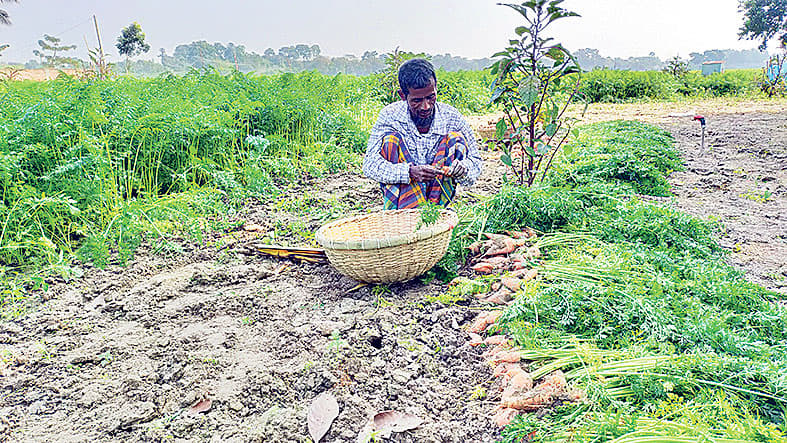 গাজরচাষিদের মাথায় হাত