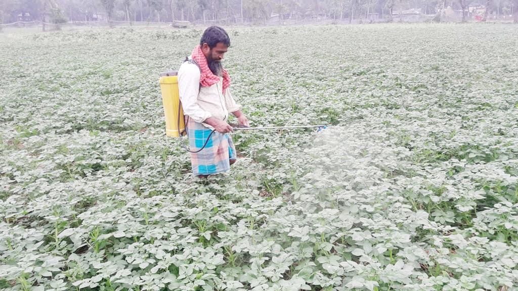 আলুতে লাভের আশা