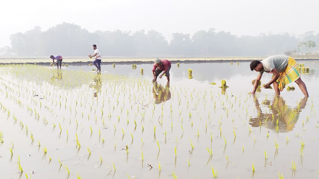 ইরি-বোরো চাষে ব্যস্ত কৃষক