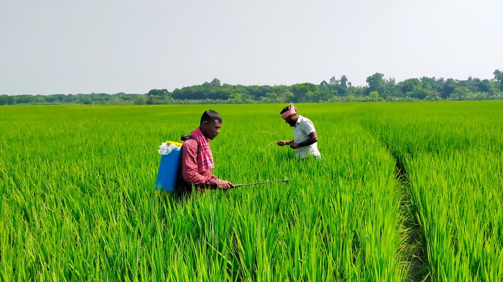 আমনে পোকার আক্রমণ কৃষকেরা দুশ্চিন্তায়